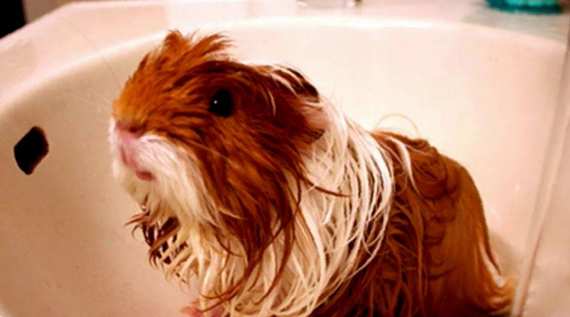 Можно ли купать морскую свинку? как часто и в какой воде нужно ее мыть в домашних условиях? любят ли морские свинки купание?