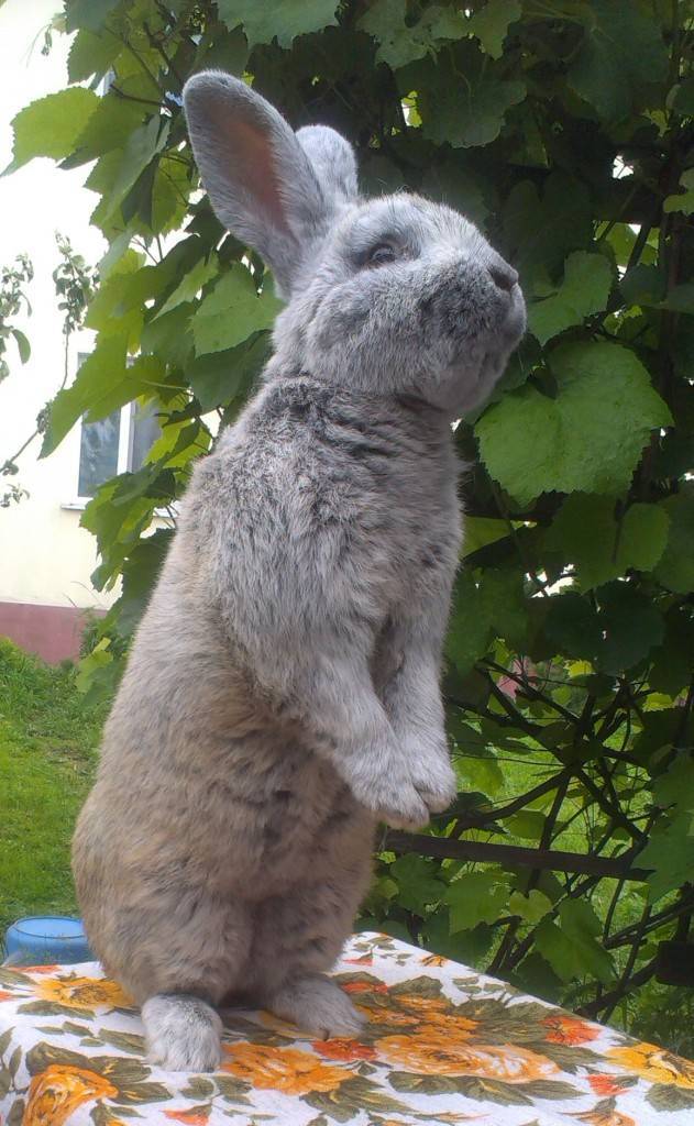 Особенности кролика породы Большое светлое серебро