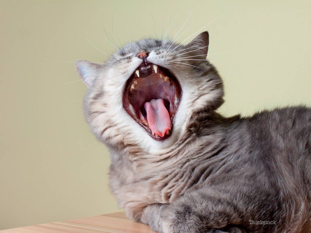 Кошка часто дышит животом, вялая, плохо ест: расписываем по порядку