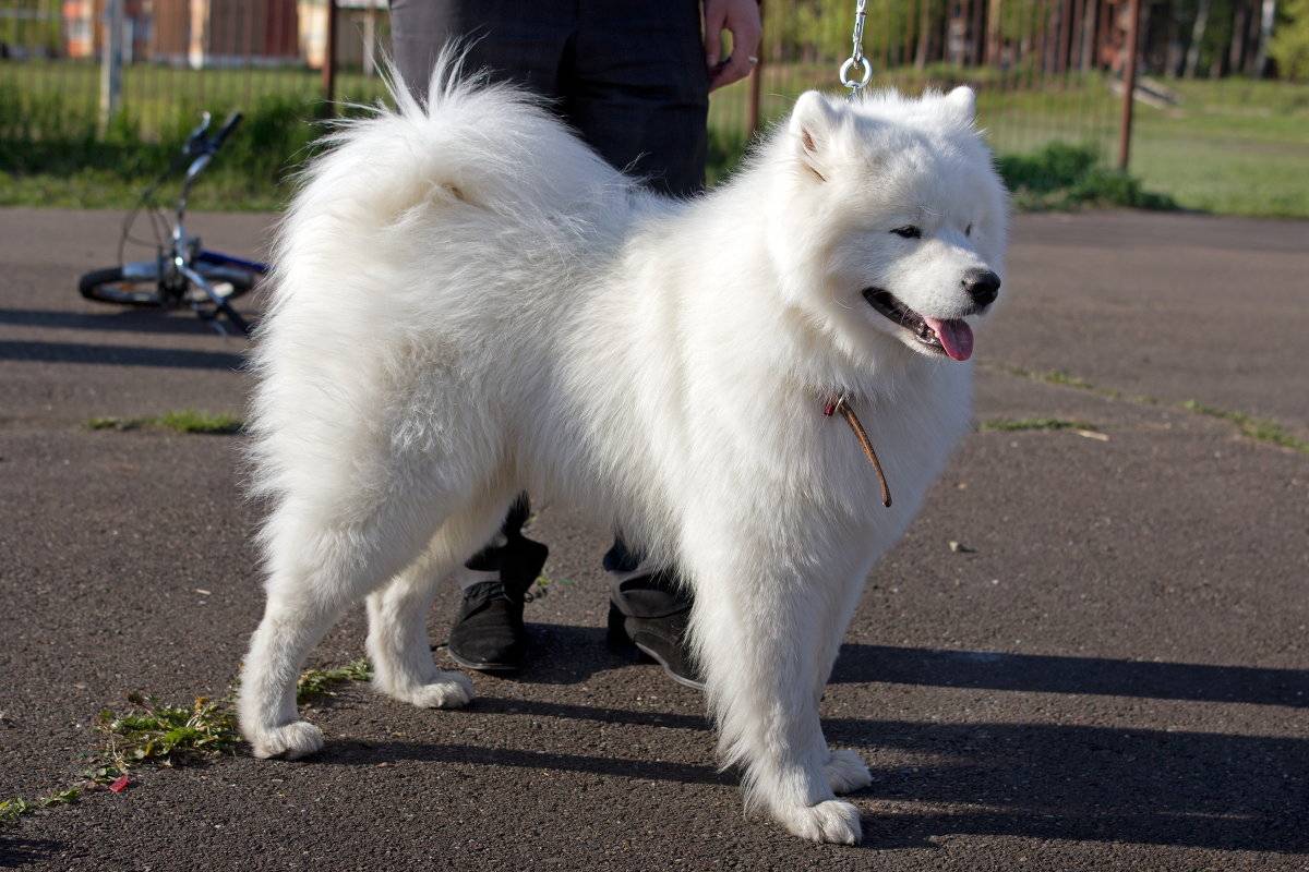 Канадская эскимосская собака - canadian eskimo dog - abcdef.wiki