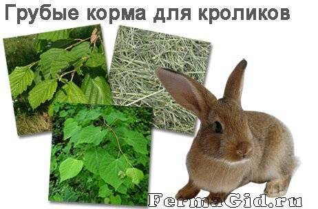 Можно ли давать кроликам горчицу, особенности от фаз вегетации