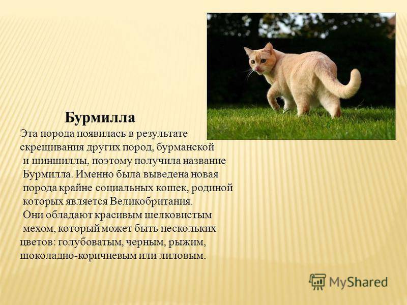 ᐉ кошка ликой или кот оборотень: описание новой популярной породы - kcc-zoo.ru