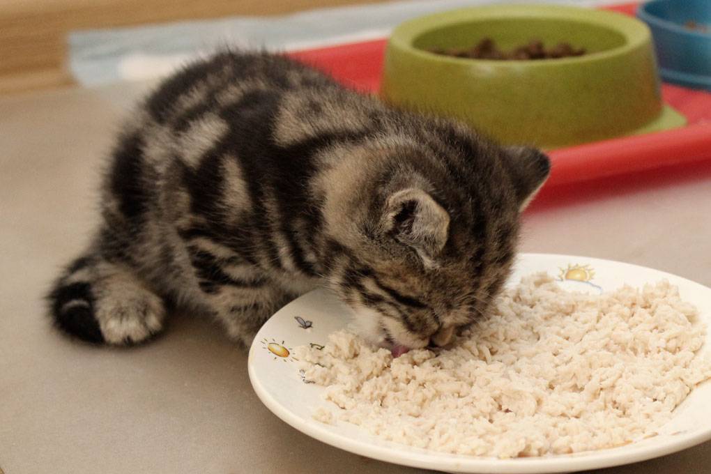 Когда начинать кормить котят. Кот в каше. Котенок кушает. Что кушают маленькие кошки. Маленький котёнок кушает.