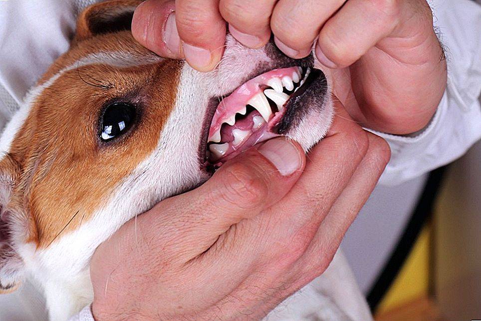 Почему у собаки пахнет изо рта: тухлятиной, рыбой, мочой, гнилью? что делать, если воняет из пасти, а также каковы причины плохого запаха? – про собак от а до я на glamour-dog.ru