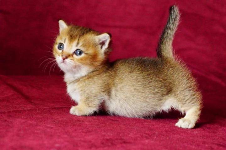 Кот манчкин: очарование на коротких лапках