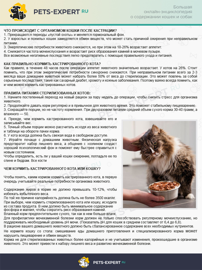 Стерилизация кошек