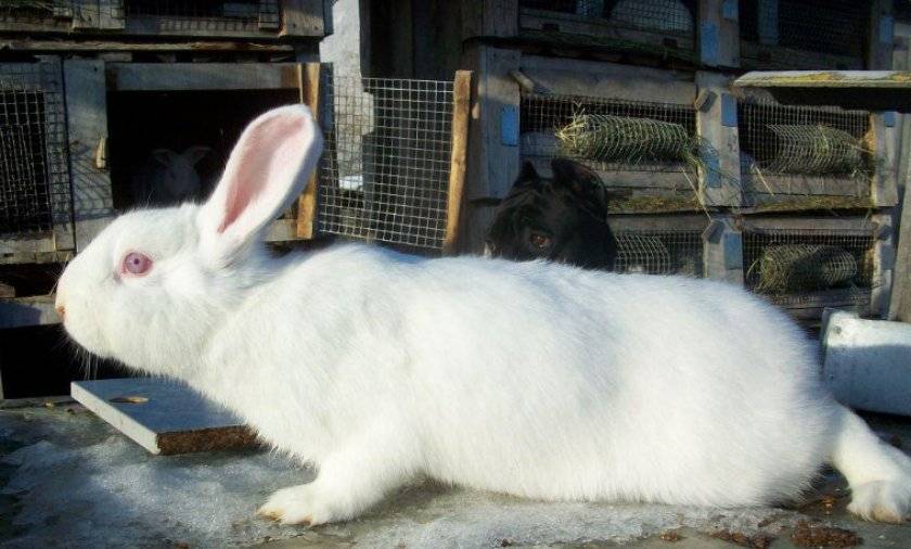 Белый паннон — описание кролика, особенности содержания и разведения