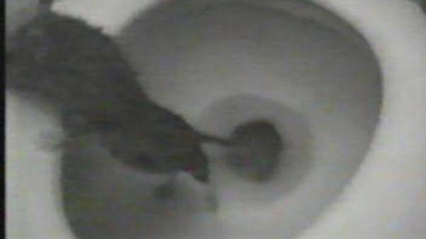 Крыса в канализации как избавиться: крысы в канализационных трубах