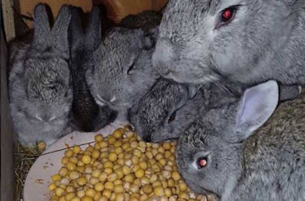 Какие овощи и фрукты можно давать декоративному кролику? едят ли кролики огурцы и свеклу? можно ли давать тыкву?