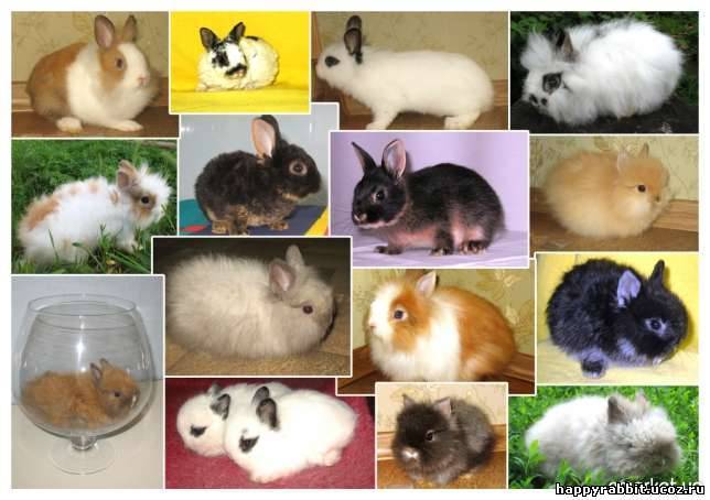 Карликовый кролик — породы, описание, особенности, содержание и уход в домашних условиях (фото и видео)