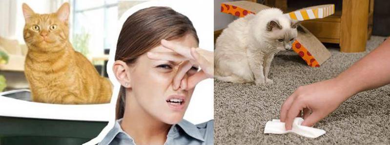 9 способов, избавиться от запаха кошачьей мочи в квартире - строительный блог вити петрова
