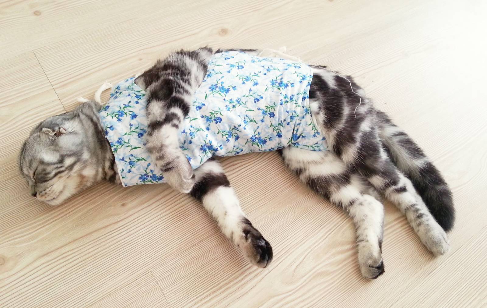 Попона для кошки после стерилизации: как сделать бандаж своими руками?