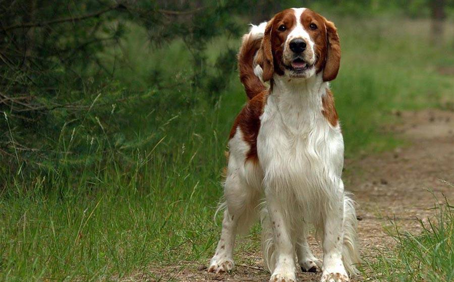 Английский спрингер-спаниель: фото и описание породы собак
английский спрингер-спаниель: фото и описание породы собак