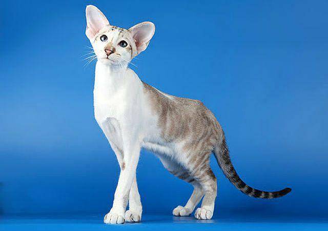 Сейшельская кошка из англии - ростки жизни