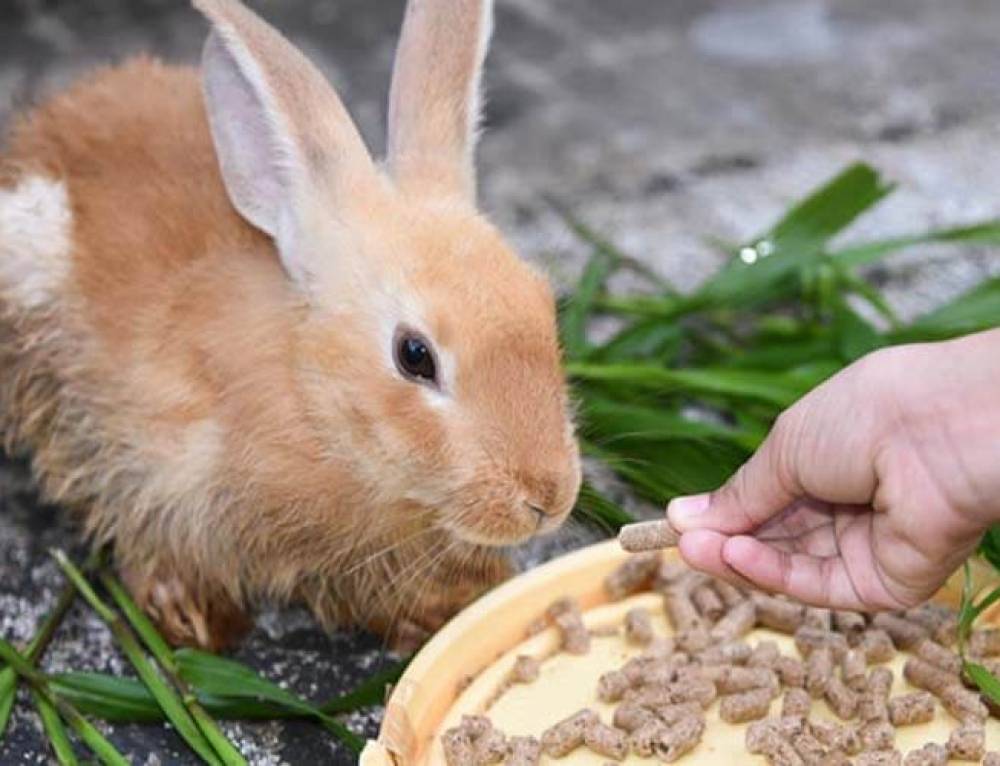 Можно ли кролику кушать