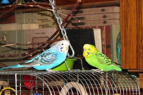 Сколько живут волнистые попугаи? сколько лет живут пары в домашних условиях? продолжительность жизни  в клетке без партнера
