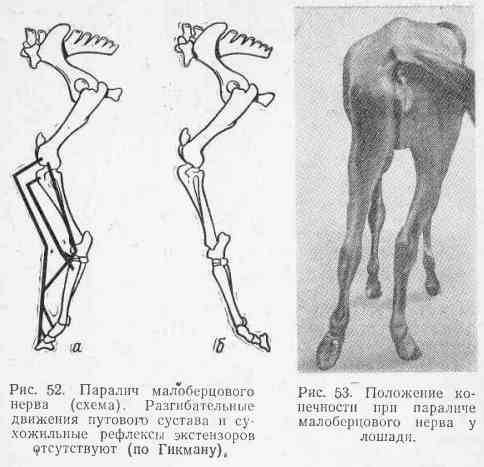 Можно ли вылечить паралич задних конечностей у собак? - kupipet.ru