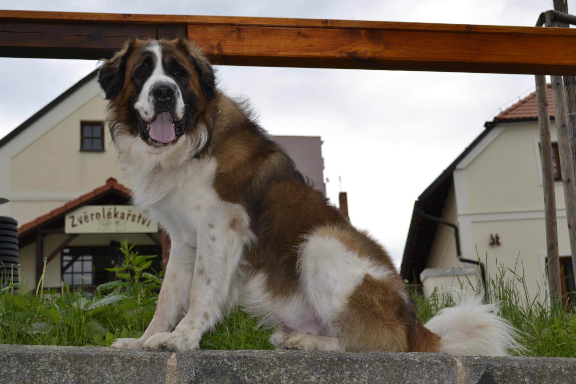 Сторожевые породы собак для охраны частного дома и квартиры — фото и описание, советы по выбору