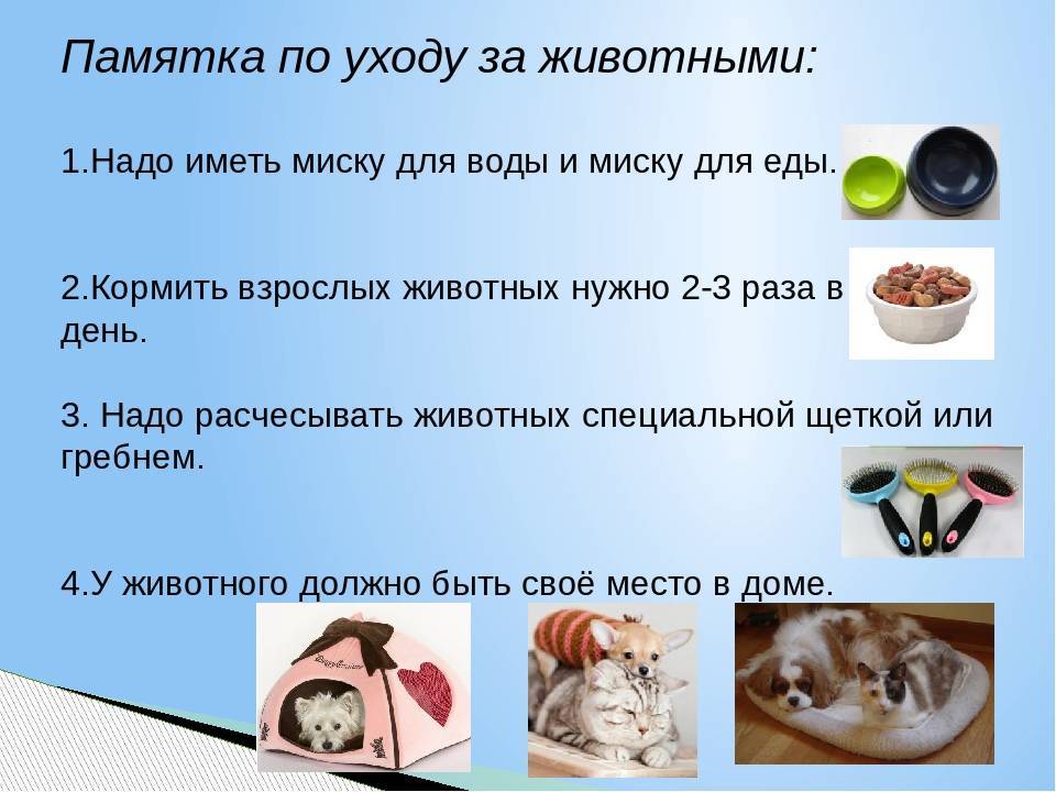 Собака. содержание, уход, кормление собак. – ветеринарные клиники ушихвост, полный спектр услуг для животных.