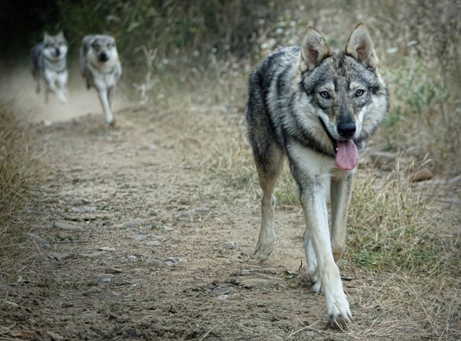 ᐉ описание породы волчья собака сарлоса - ➡ motildazoo.ru
