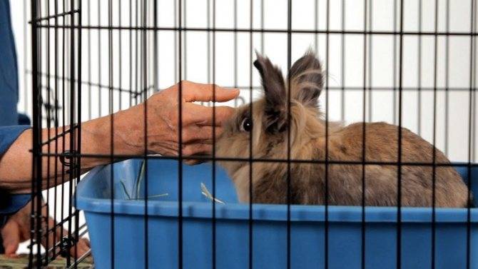 Почему кролик грызет клетку и что делать: чем обработать и дезинфицировать