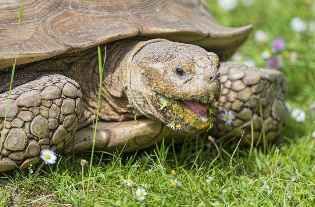 Чем кормить черепаху: правила питания и кормления травоядных и хищных животных в домашних условиях