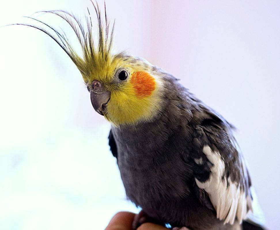 Попугай корелла – фото, описание, содержание, купить, отзывы