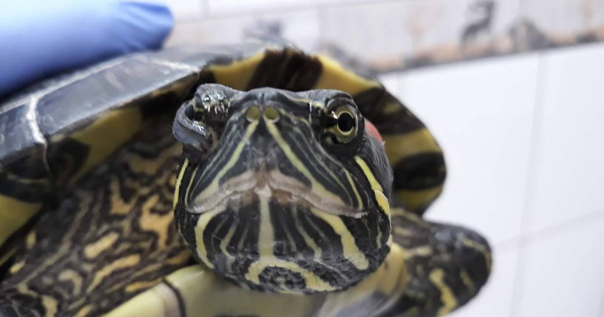 Как видят черепахи, глаза и зрение у красноухих и сухопутных черепашек