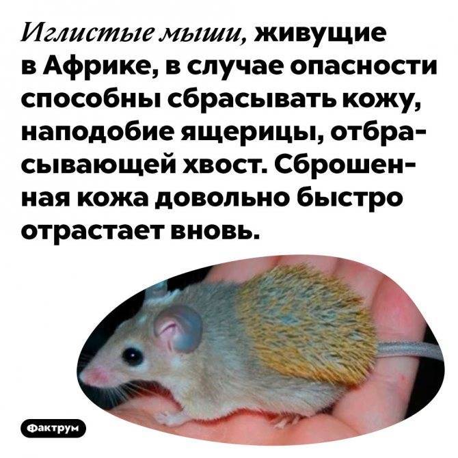 Разновидности мышей: белые, сумчатые, лысые и другие грызуны