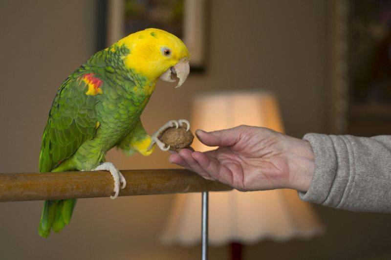 Какого попугая лучше завести в квартире? как выбрать лучший вид попугайчика для квартиры?