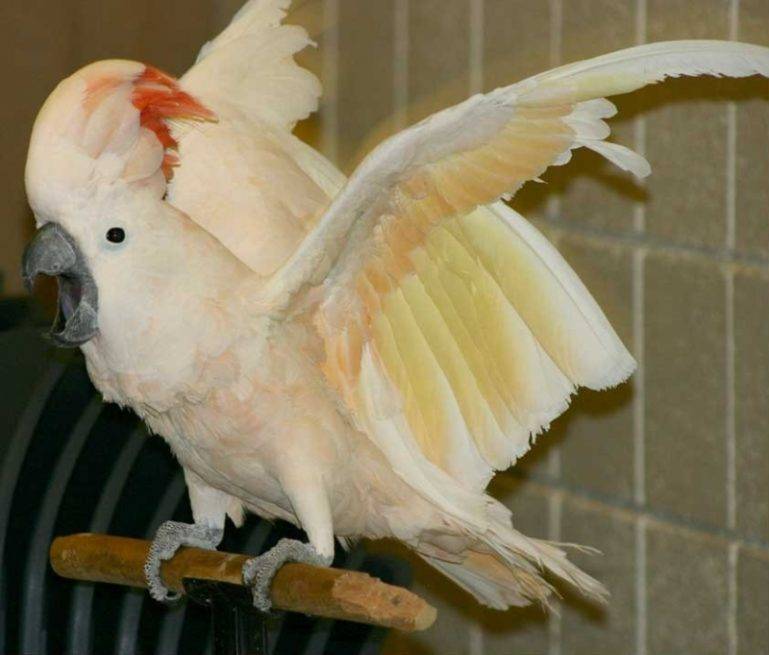 Попугай какаду: как выглядит, сколько стоит и живет, как ухаживать и чем кормить