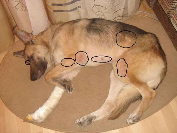 Собака выгрызает или вычесывает шерсть: причины и первая помощь | dogkind.ru