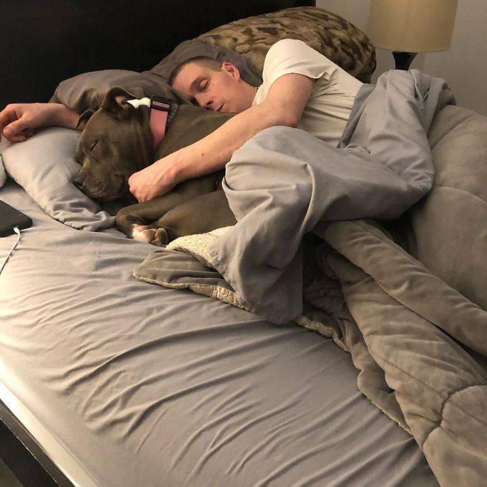 Как отучить собаку спать на кровати | dogkind.ru