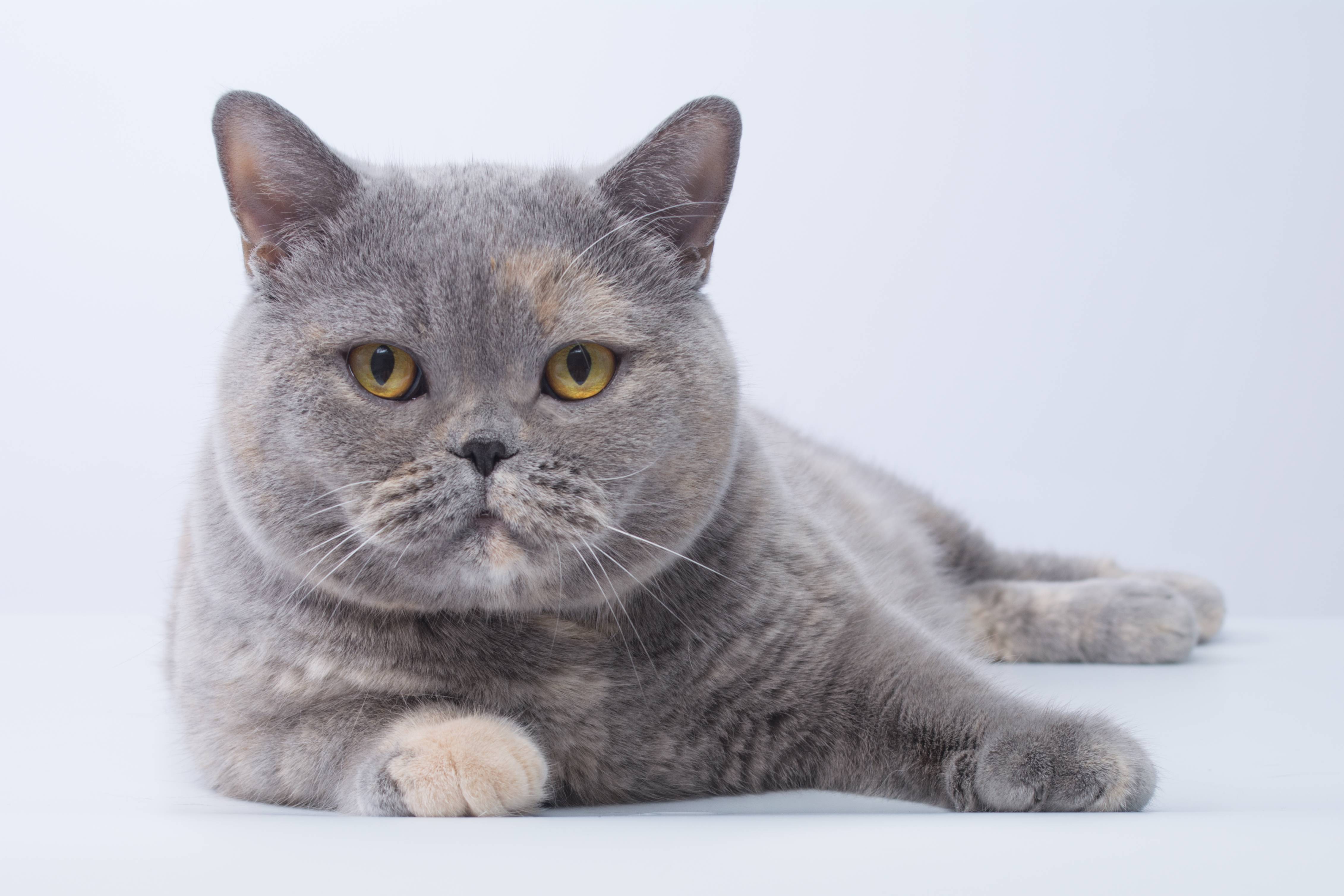 Британская короткошерстная кошка: описание породы, фото и особенности содержания