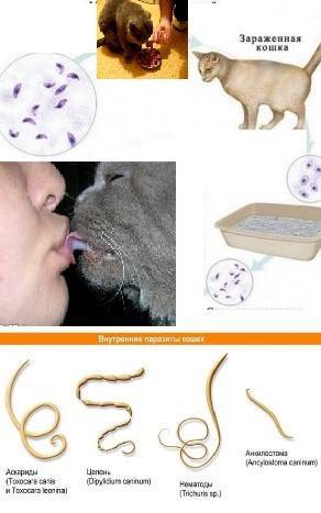 Можно ли заразиться глистами от кошки человеку