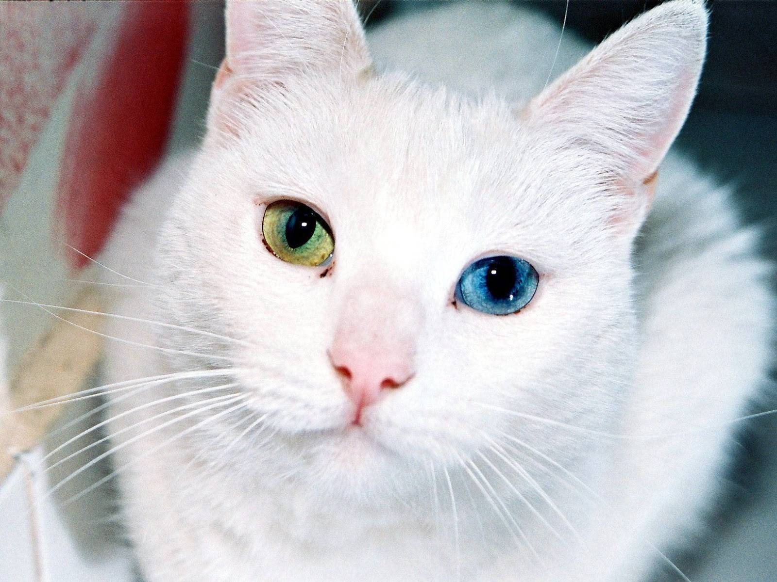 Белая кошка – сама нежность и очарование