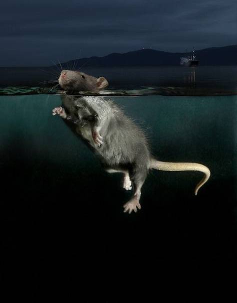 Водяная крыса — особенности образа жизни