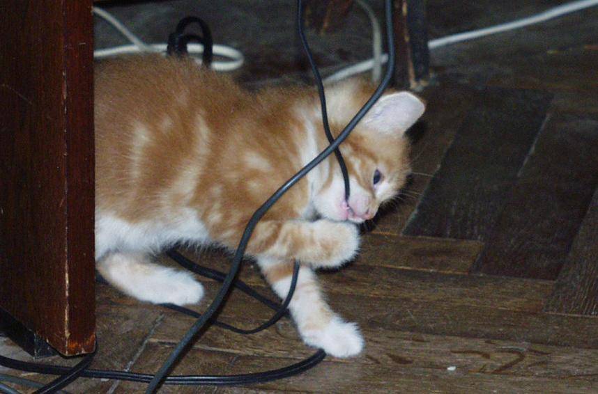Топ 4 причины, почему кот грызет провода