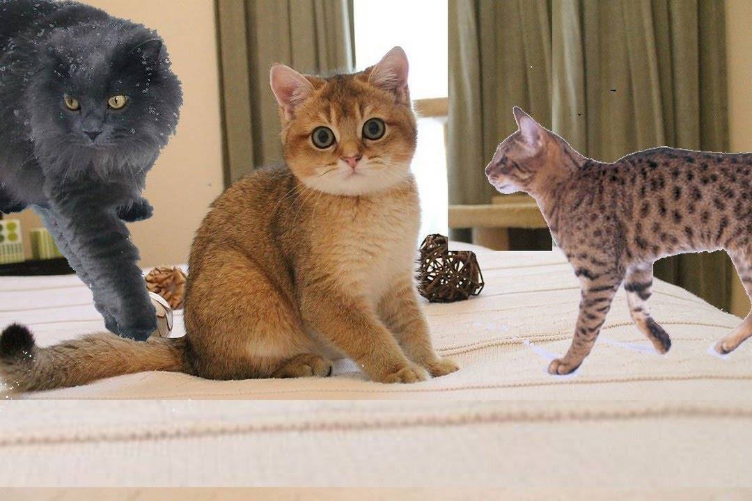 Какую породу кошек выбрать для квартиры: самые спокойные, здоровые, активные и неприхотливые питомцы