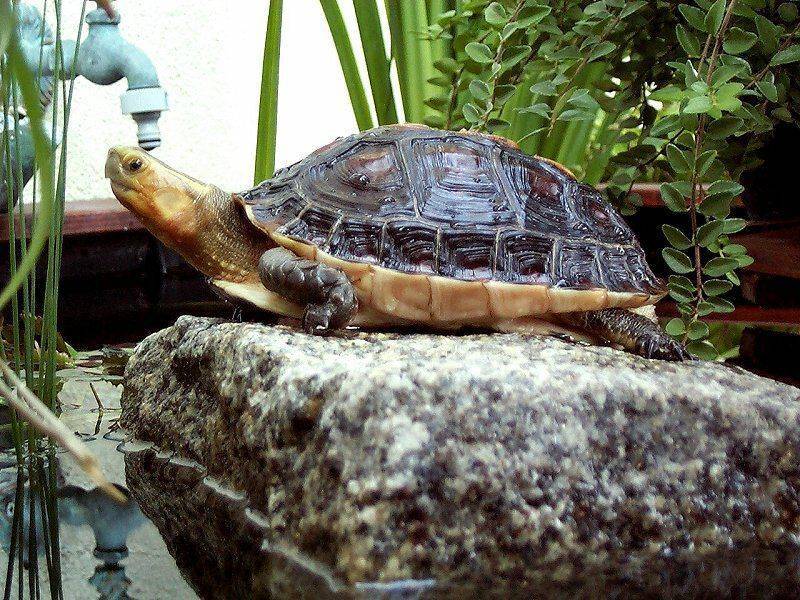 Дальневосточная черепаха - вики