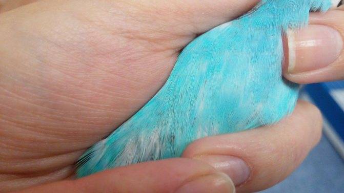 Как избавится от блох у попугаев: препараты, чистка клетки и профилактика заражения