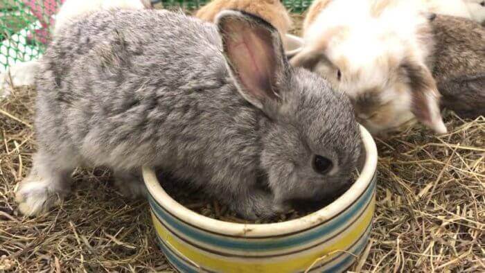 Можно ли давать кроликам топинамбур и кормить ботвой данного растения: рекомендации относительно правильного питания животных