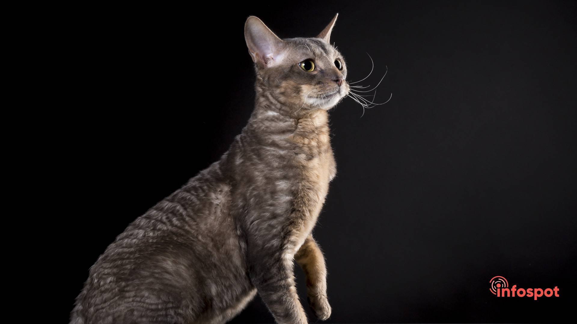 Порода кошки немецкий рекс: характеристики, фото, характер, правила ухода и содержания - petstory