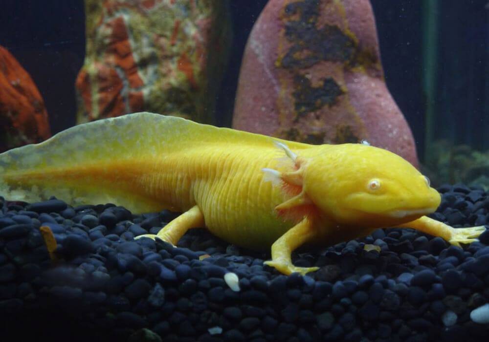 Водяной дракон: внешний вид мексиканского аквариумного аксолотля, содержание и совместимость с рыбами