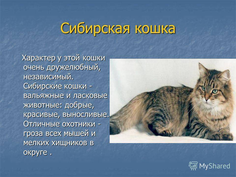Кошки сибирской породы, особенности характера и разновидности окрасов, фото кошек