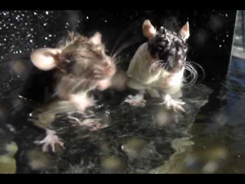 Сколько живут дикие крысы без воды и еды, продолжительность жизни в природе