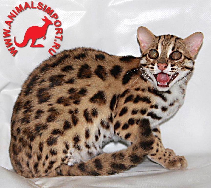 Азиатская леопардовая кошка: описание, особенности, виды окраса