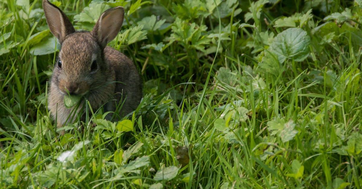 Кролики и норы: в дикой природе и домашних условиях