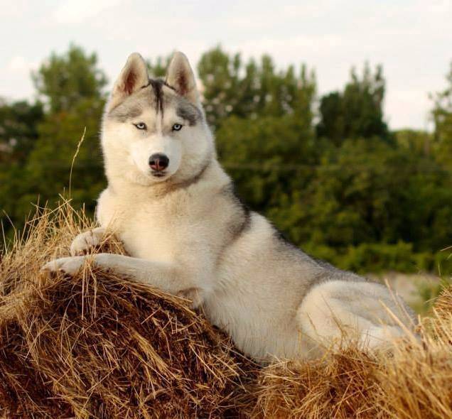 Собаки, похожие на хаски — название пород с фото и описанием