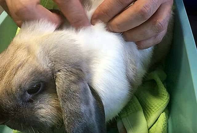 Кролик чихает: возможные причины и методы лечения, способы профилактики